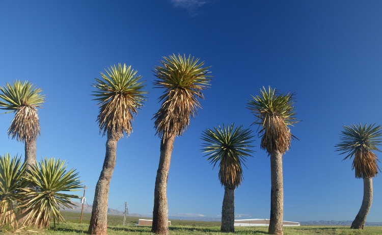 line of palm trees